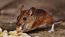 24 Hour & Emergency Exterminators in Cranberry Gap, NC